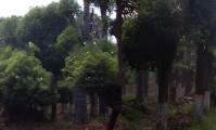 桂花苗木基地简介